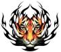 Flaming Tiger