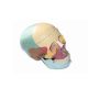 Model Life Size Skull