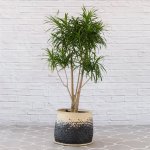 Dragon Tree - Americana - In 45CM Mimi Palm Leaf Basket