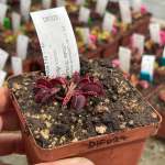 Venus Fly Trap 'rouge Sombre.' Special Import. - 2 Year Old Plant. 7.5CM Plastic Container.