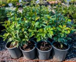 Trachelospermum Jasminoides 17CM Pot Star Jasmine