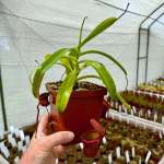 Tropical Pitcher Nepenthes 'ventricosa X Ventricosa X Trusmadiensis '