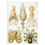 Octopus Mix Art Print