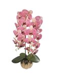 Orchid In Pot 65CM Pink