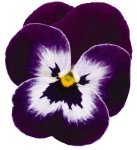 Viola Sorbet Purple Face Xp Seed - 5000 Raw Seed