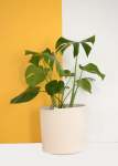 Ivory Planter Basket - Small