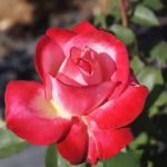 Saints Jubilee Hybrid Tea Rose 5LT