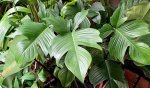 Philodendron Pedatum Florida Green Seedlings - 3 Plug Plants