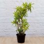 Dragon Tree - Song Of India - Large - 19CM Nursery Pot