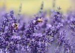 Lavender True Lavender Seed - 5 G Raw Seed