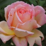 Hey Jude Hybrid Tea Rose 5LT