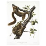 Squirrel 2 Art Print