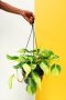 Heart Leaf Philodendron - Variegated / 20CM Hanging Basket