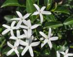 Trachelospermum Jasminoides 4LT Star Jasmine