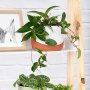 Hoya Carnosa - In 15CM Terracotta Daxi Planter