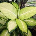 Dieffenbachia Tropic Mariana 15CM Pot