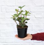 Parallel Peperomia - 12CM Nursery Pot