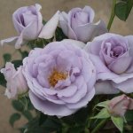 Blue Bayou Rose 5LT