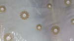 Tulle Embroidered Daisy