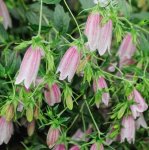 Campanula Takesimana “elizabeth” 15CM Pot