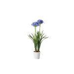 Agapanthus In White Pot 50X80CM - Blue