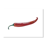 Chilli Art Print - A3
