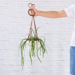 Pfeiffera Boliviana - In 16CM White Ceramic Emerson Hanger