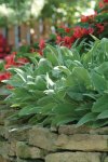 Stachys Lambs Ear Seed - 5000 Raw Seed