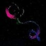 The Snake   Cd