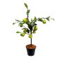 Fantasy Pear Tree 70HX62W