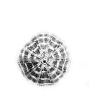 Shelled Urchin Art Print - A3 Matte Fine Art Print No Frame
