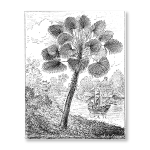 Antique Etching 2 Art Print - A0