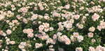 Granny Dearest Rose Std 90CM