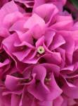 Arnelia Bougainvillea Philippine Parade 22CM Pot