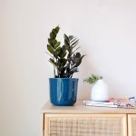 Zz Plant - Raven - In Teal Emerson Pot