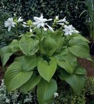 Hosta Venus Seedlings - 3 Plug Plants