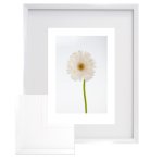 Single Flower 4 Framed Art Photography Print 565 X 680