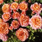 Happy Home Rose Std 90CM