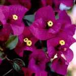Bougainvillea Poult 10LT