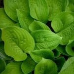 Hosta Ki Ren Jyaku 14CM Pot
