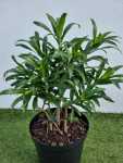 Dracaena Reflexa 25CM Pot