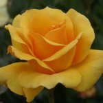 Johannesburg Sun Hybrid Tea Rose 5LT