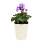 Purple Dragon Cylamen In 12 Cm Plastic Pot