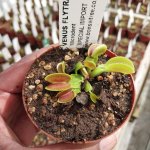 Venus Fly Trap 'microdent.' Special Import. - 3 Years Or Older. 12CM Plastic Container.