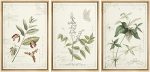 WALL26 Framed Canvas Print Wall Art Set Brown & White Victorian Style Flowers Nature Floral Illustrations Realism Rustic Scenic