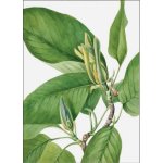 Canvas Leaf