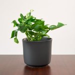MINI Monstera - Bushy - 13CM In Matt Black Emerson Planter