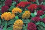 Celosia ‘armor Mix’ 4 Pack