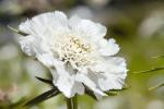 Scabiosa Fama White - 250 Coated Seed