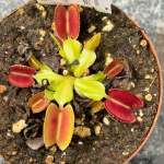 Venus Fly Trap 'periscope.' Special Import. - Dormant Plant. 7.5CM Plastic Container.